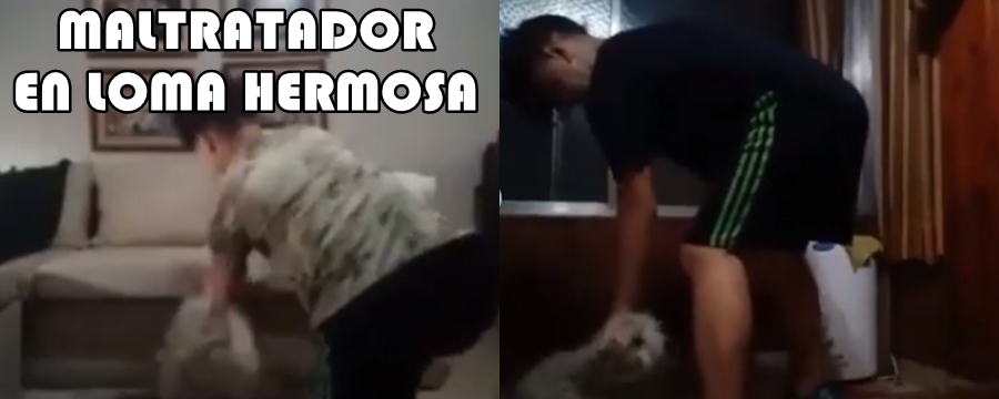 Le quitaron el perro a un menor que maltrata y golpea a sus mascotas