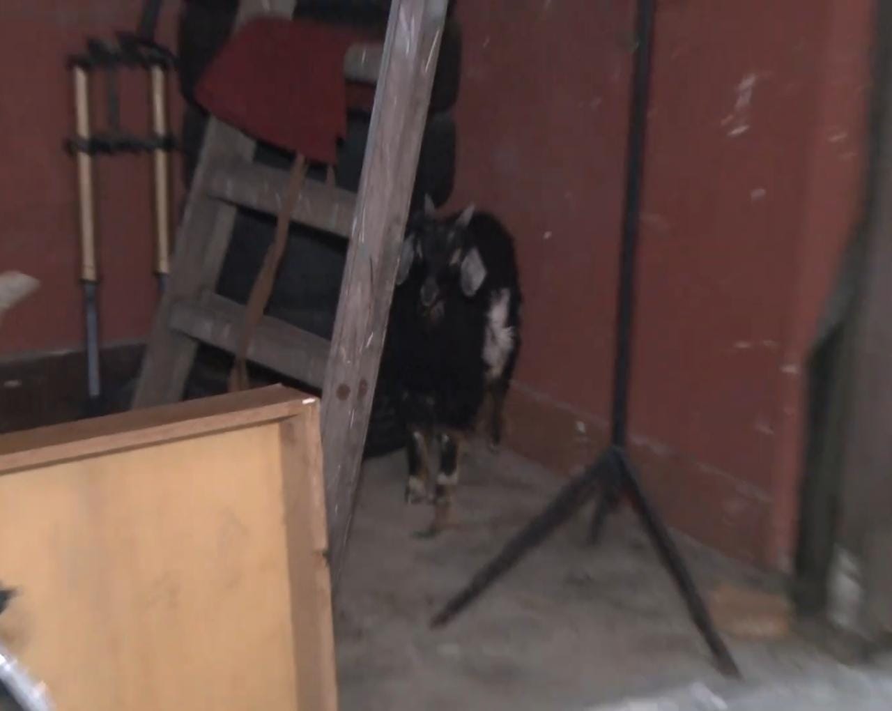 Maltrato animal: rescatan a una cabra que iba a ser sacrificada en templo umbanda