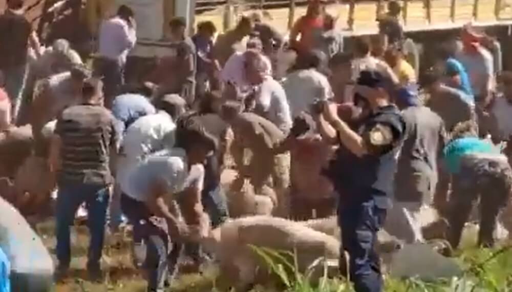 Córdoba: volcó un camión cargado con cerdos vivos y los vecinos los faenaron en plena ruta
