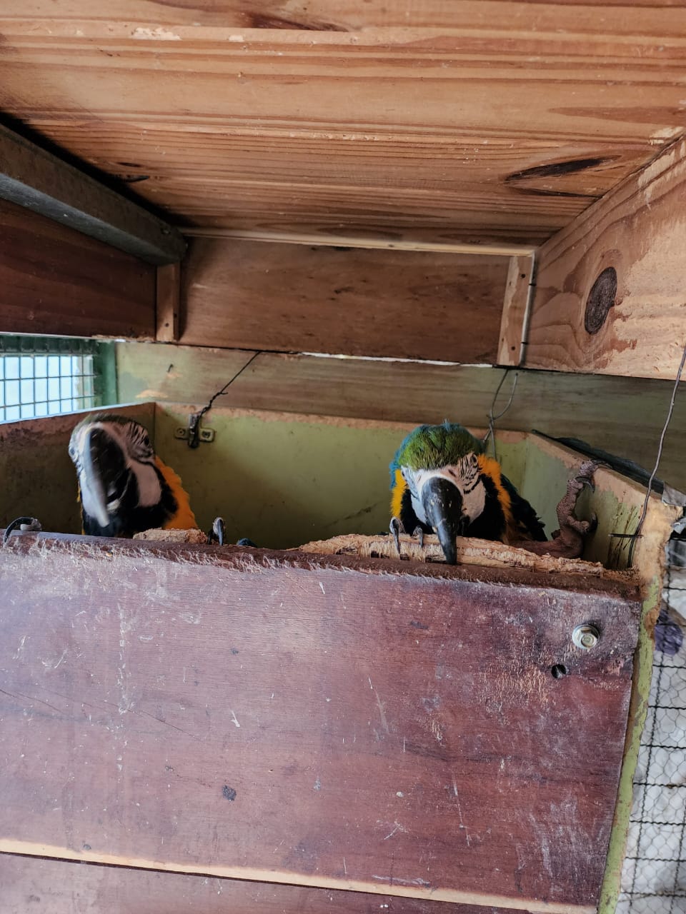 Maltrato animal: clausuran criadero ilegal de aves y rescatan 24 ejemplares de fauna silvestre
