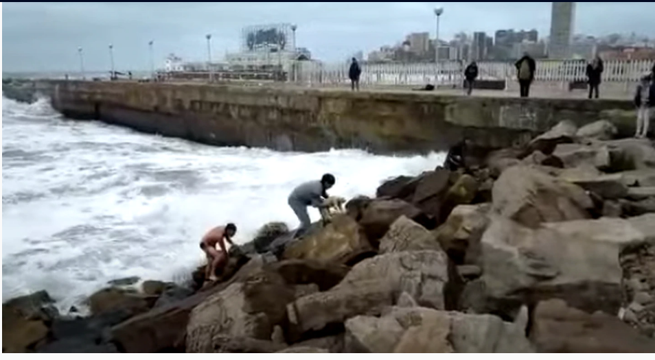 Video: heroico rescate de un caniche toy que cayó al mar en medio del temporal