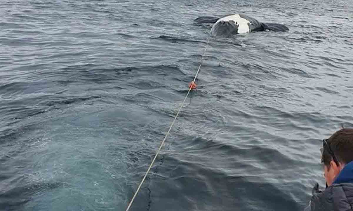Aparecieron seis ballenas muertas en la costa de Puerto Pirámides