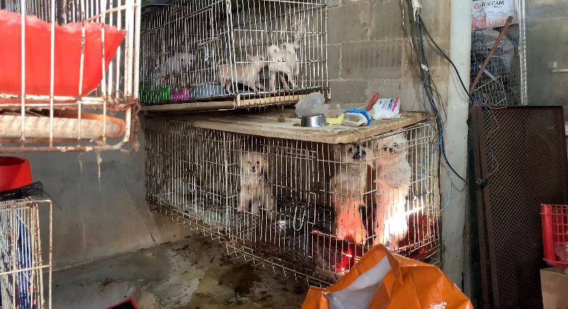 Video: desarticulan criadero ilegal de perros y rescataron aves en cautiverio
