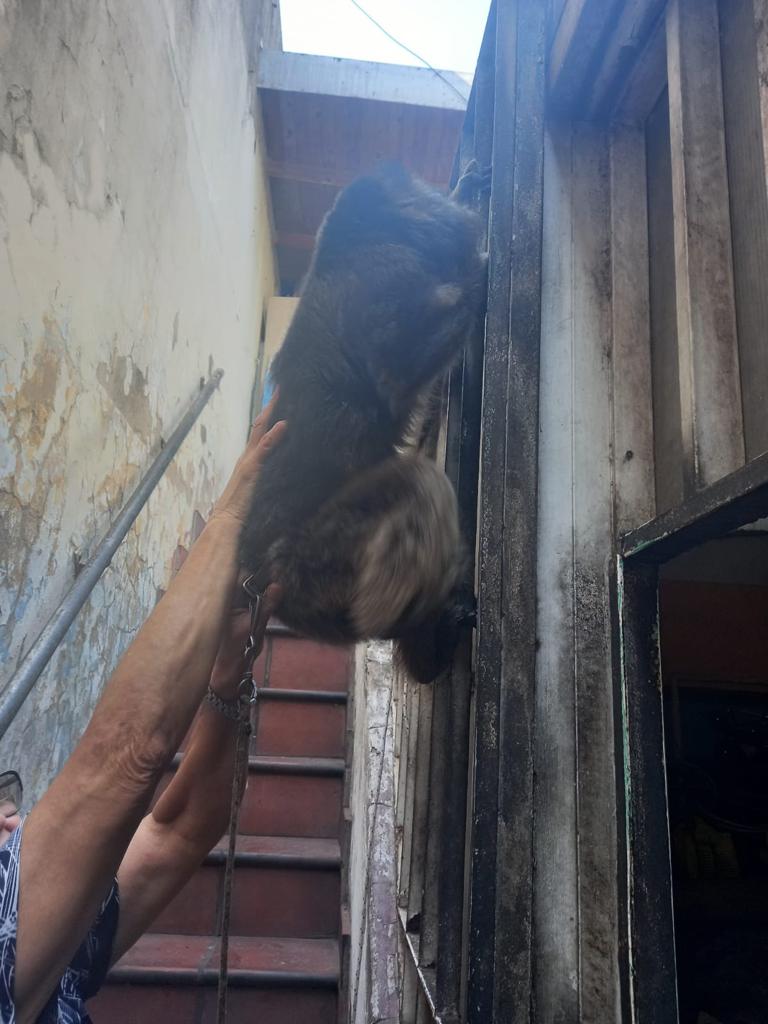 Rescatan a un mono carayá en Pompeya