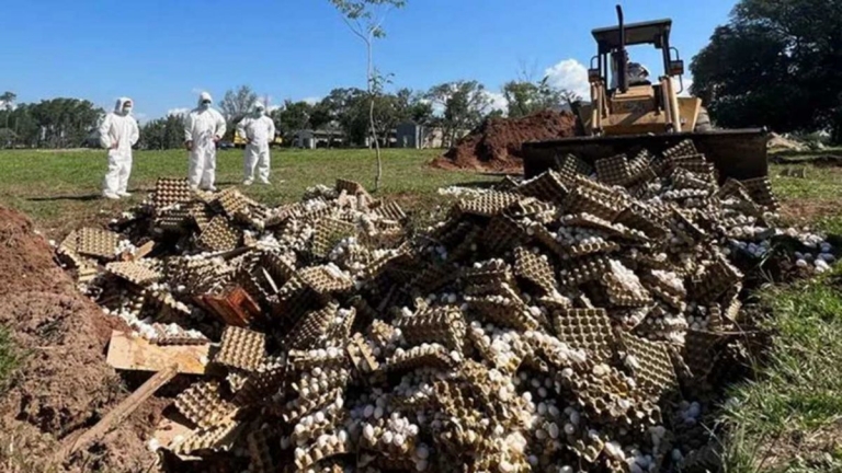 Video: destruyen 360 mil huevos en una avícola de Corrientes por gripe aviar