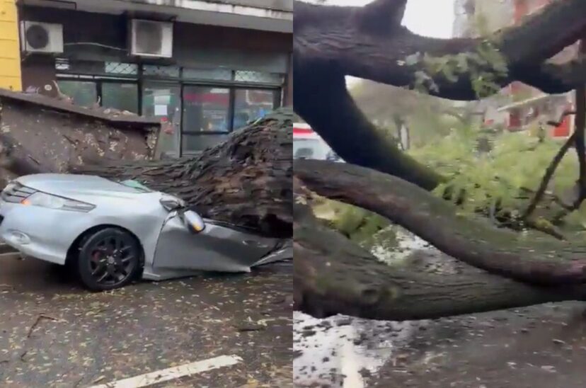 Video: por el temporal, un árbol cayó sobre un auto en Chacarita y no hubo heridos de milagro