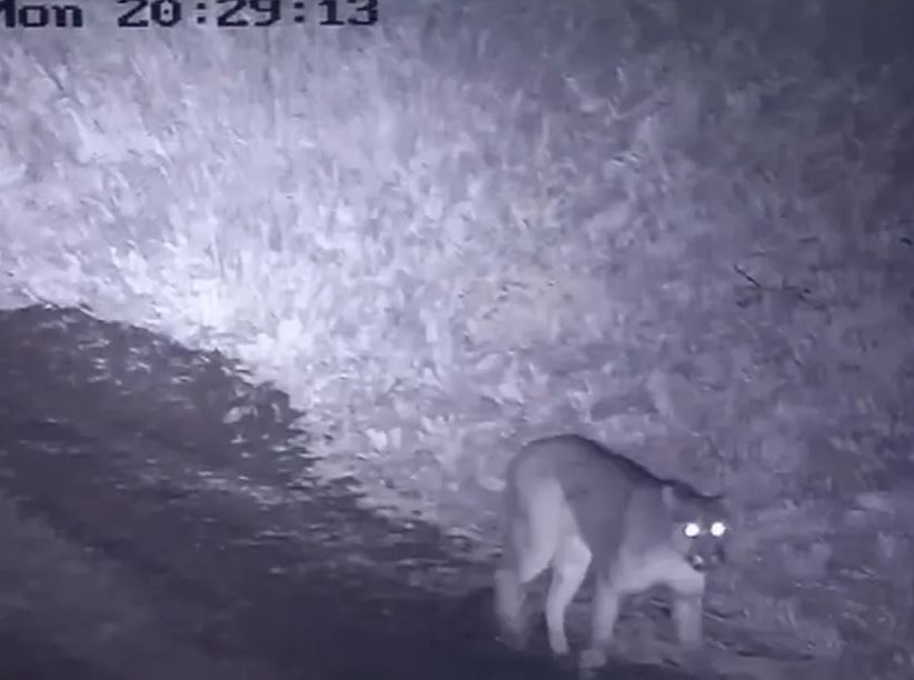 Video: pánico en un country de Canning por un puma suelto desde el lunes