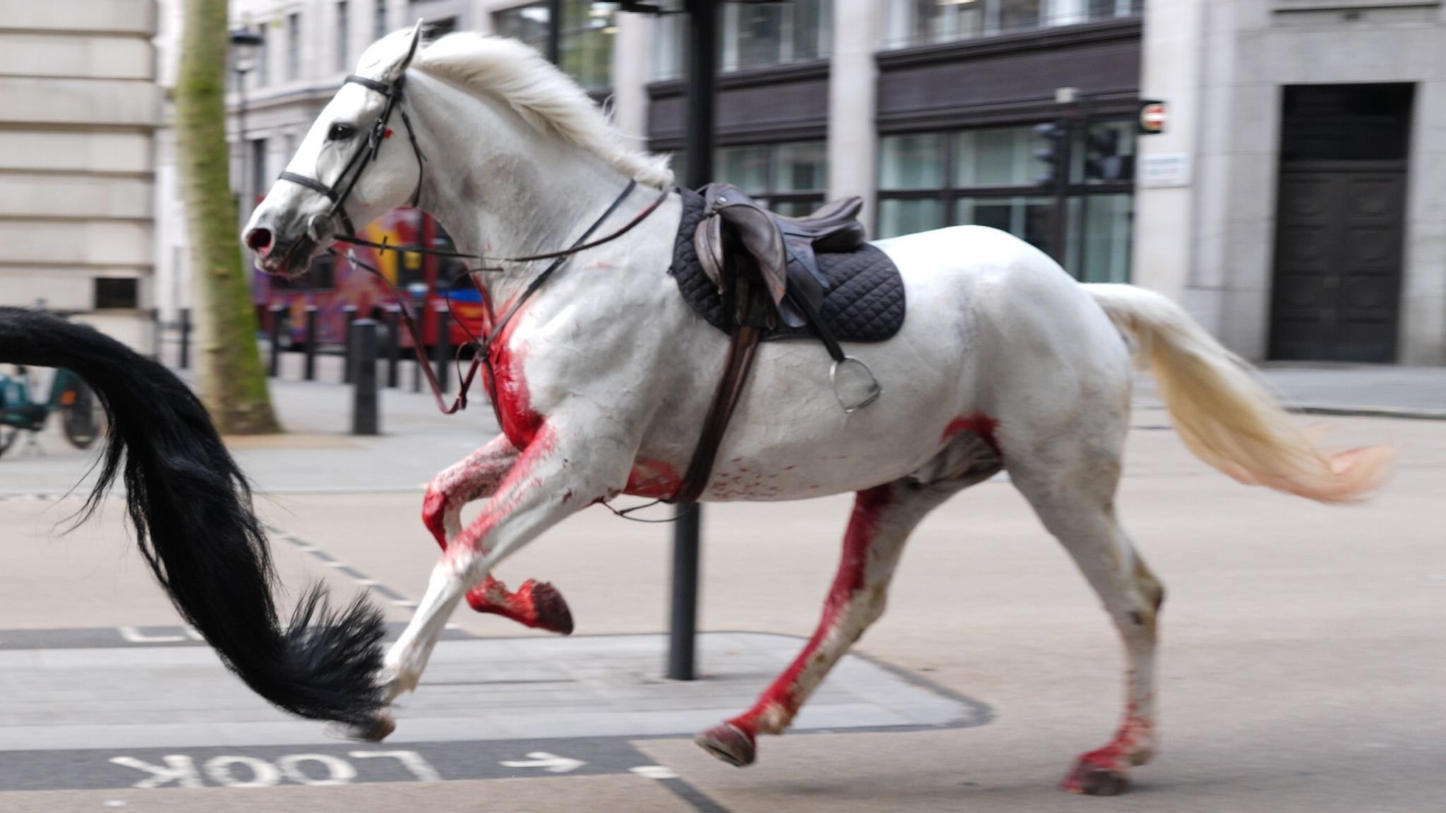 Misterio en Londres: caballos de la Caballería Real corren las calles sueltos cubiertos de sangre