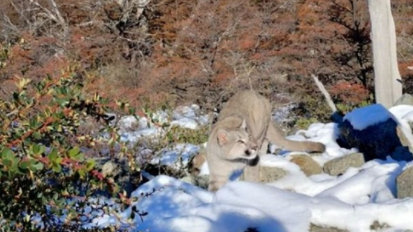 Un puma sorprendió a turistas que paseaban en El Chaltén