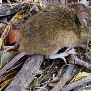 Hantavirus: se identificaron 3 nuevos casos en Argentina
