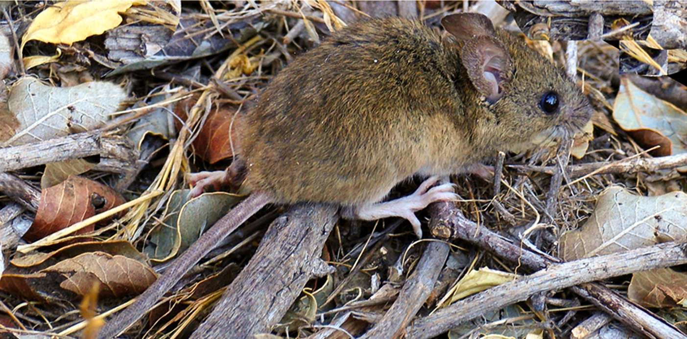 Hantavirus en Bariloche: un hombre de 30 años está internado en terapia intensiva