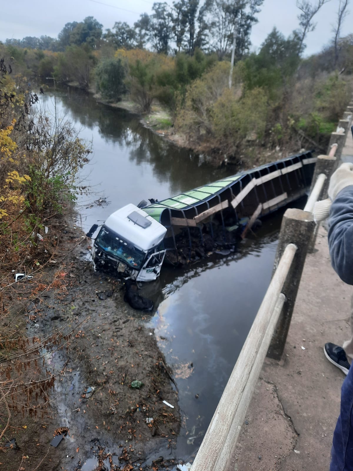 Videos: un camión jaula perdió el control y cayó a un arroyo con la hacienda en Mercedes