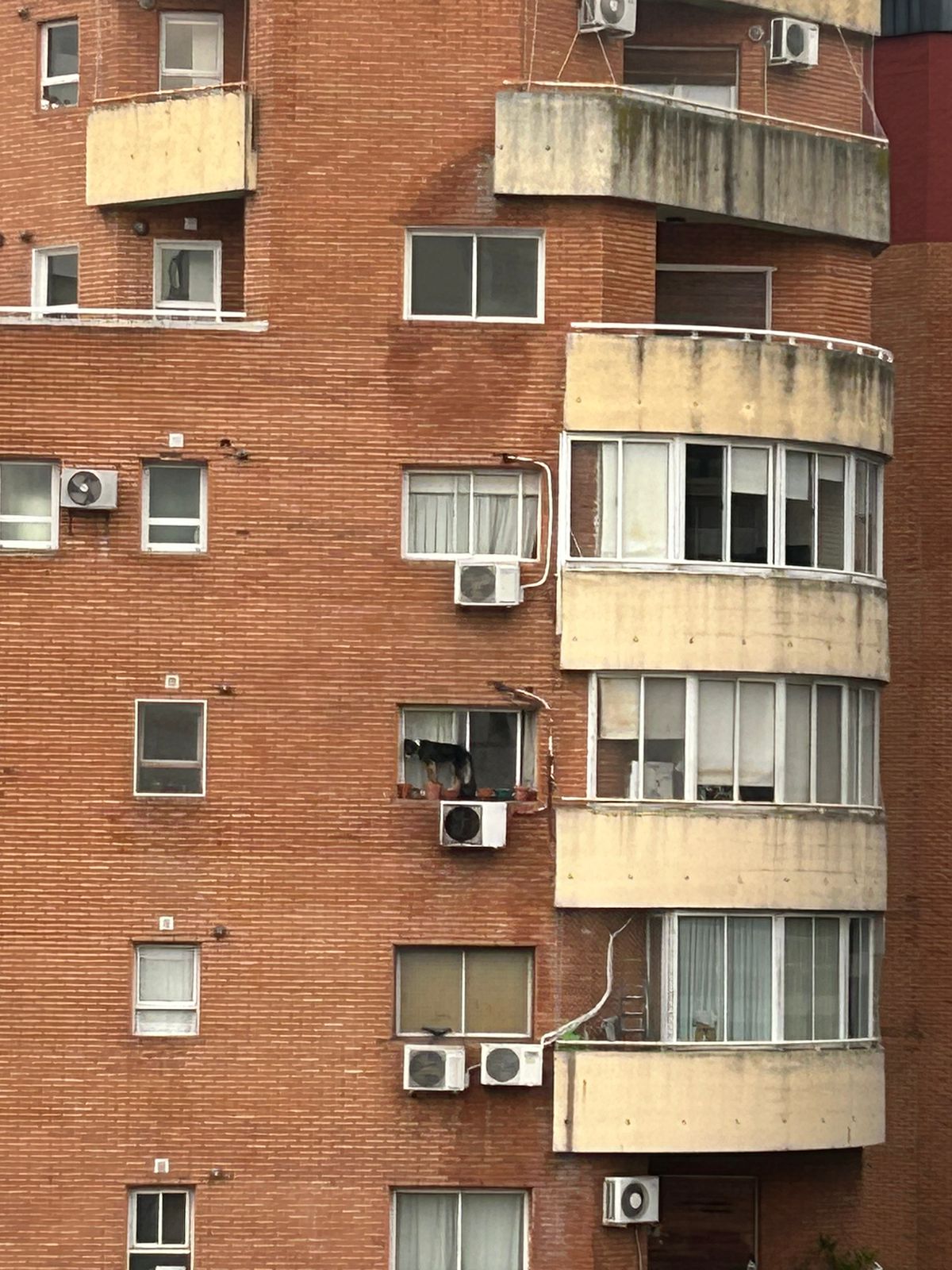 Rescatan a un perro que estaba al borde de la ventana en el sexto piso