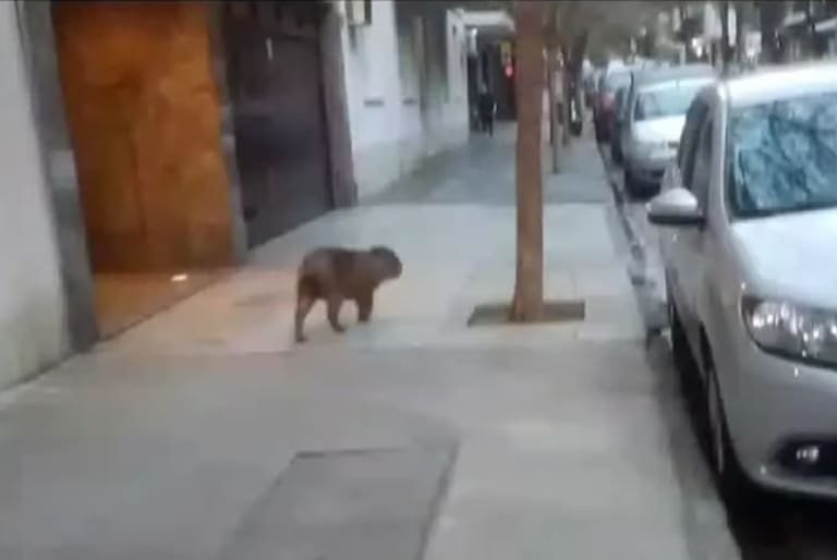 Sorpresa en Recoleta: apareció un carpincho caminando por la calle