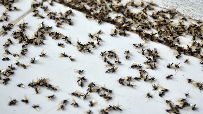 Invasión de hormigas voladoras en el AMBA