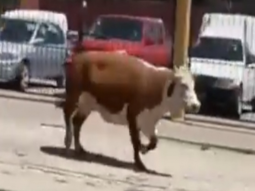 Video: una vaca escapó de un camión que la llevaba al matadero y caminó por las calles de Temperley