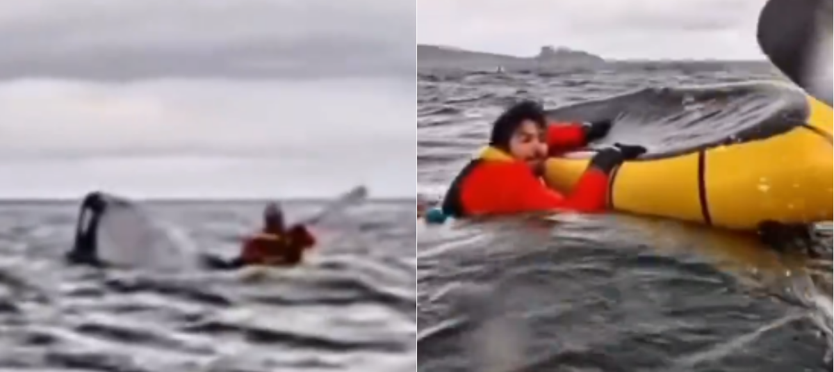 Susto en el Estrecho de Magallanes: hacía packrafting y fue tragado por una ballena que luego lo expulsó