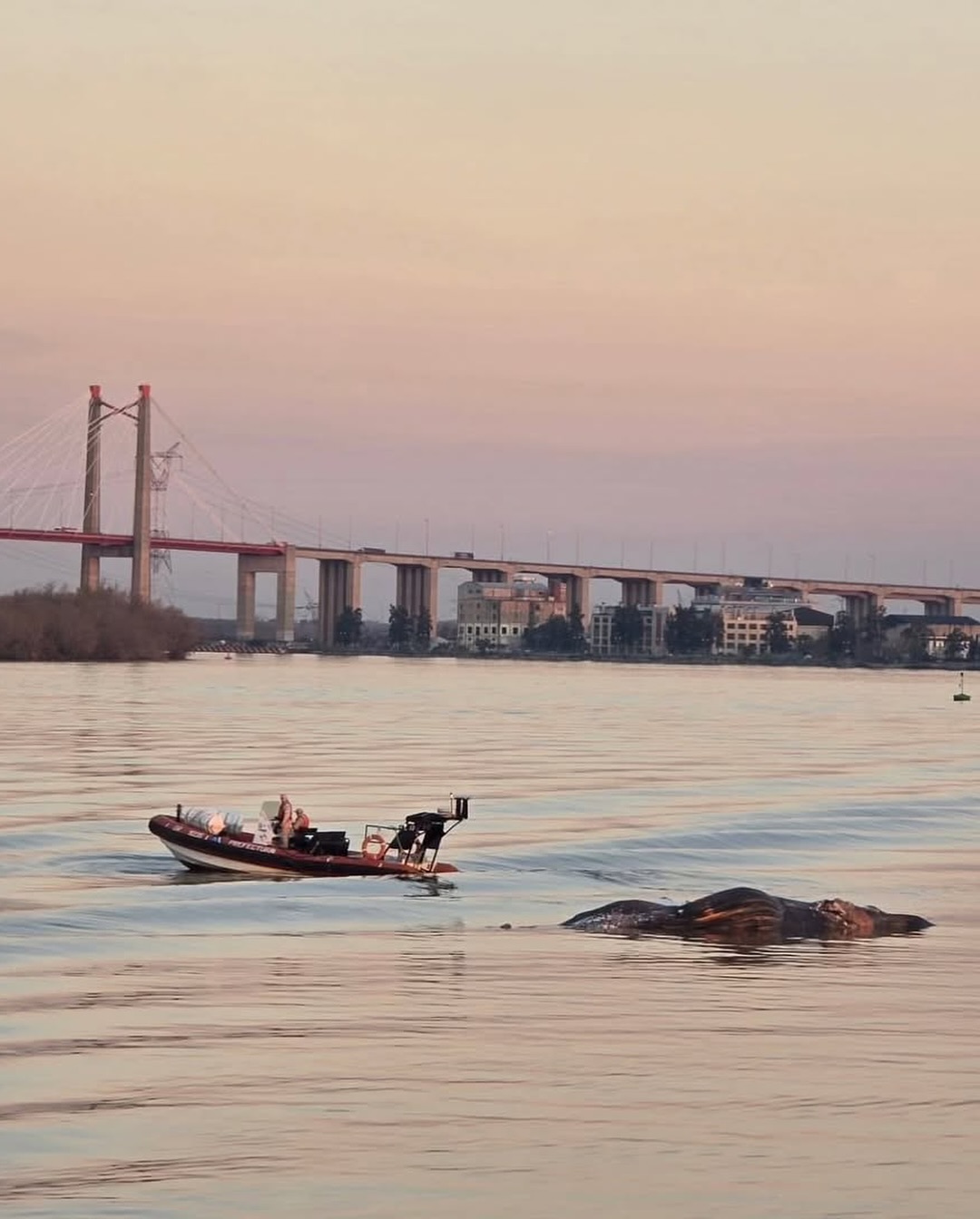 Conmoción en Zárate: apareció una ballena en el Río Paraná y creen que está agonizando