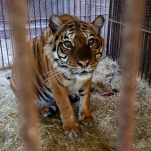 Trasladan a los animales que se encontraban en el ex zoo de Luján