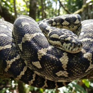 Rescatan a seis crías de serpiente “pitón alfombra“ en Entre Ríos: las habían enviado por encomienda