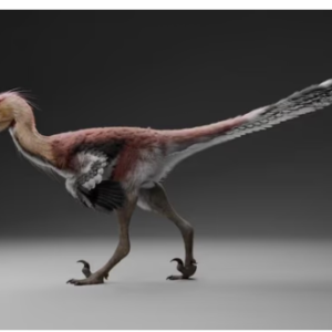 Histórico: hallan una nueva especie de dinosaurio raptor en Santa Cruz