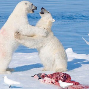 Despertó a un oso polar con una sirena en Noruega: US$ 5.000 de multa